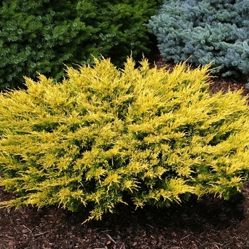 Juniperus - Goldcone Juniper