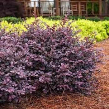 Loropetalum chinense (Fringe Flowers) - Fringe Flowers