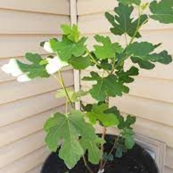 Ficus carica 'Chicago Hardy' (Fig) - Chicago Hardy Fig