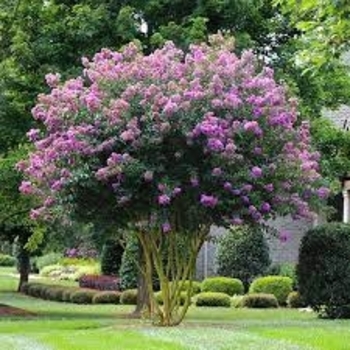 Lagerstroemia indica x fauriei 'Muskogee' (Crape Myrtle) - Muskogee Crape Myrtle