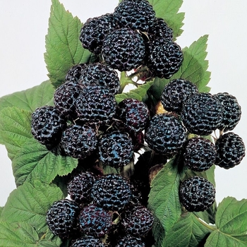 Rubus - 'Multiple Varieties' Blackberry
