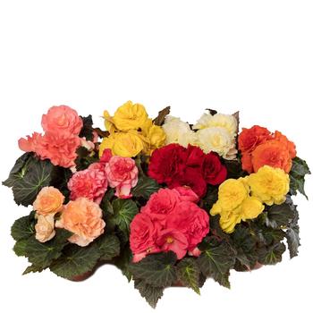 Begonia tuberhybrida (Tuberous Begonia) - Tuberous Mix