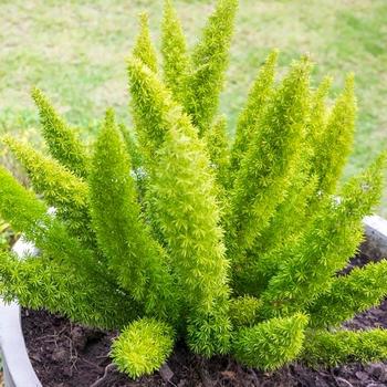 Asparagus densiflorus - 'Myersii' Foxtail Fern
