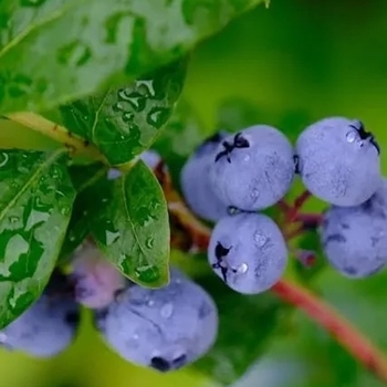 Vaccinium ashei - 'Premier' Rabbiteye Blueberry
