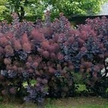 Cotinus coggygria - Purple Smokebush