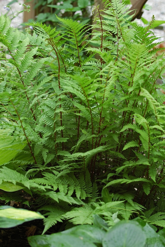 'Lady in Red' Red Lady Fern - Athyrium filix-femina from Sunshine Nursery Too