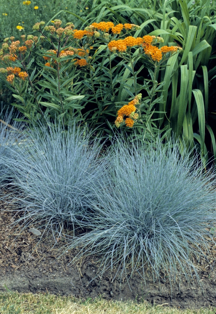 Elijah Blue Fescue - Festuca ovina glauca 'Elijah Blue' (Fescue) from Sunshine Nursery Too