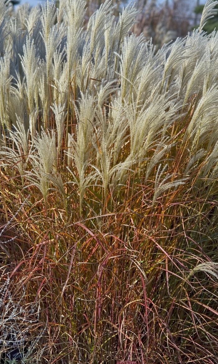 Purpurascens Maiden Grass - Miscanthus 'Purpurascens' (Maiden Grass) from Sunshine Nursery Too
