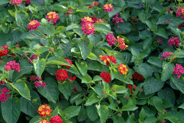 Confetti&trade; - Lantana camara from Sunshine Nursery Too