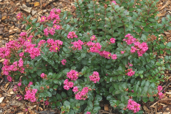 Pocomoke Crape Myrtle - Lagerstroemia indica ''Pocomoke'' (Crape Myrtle) from Sunshine Nursery Too