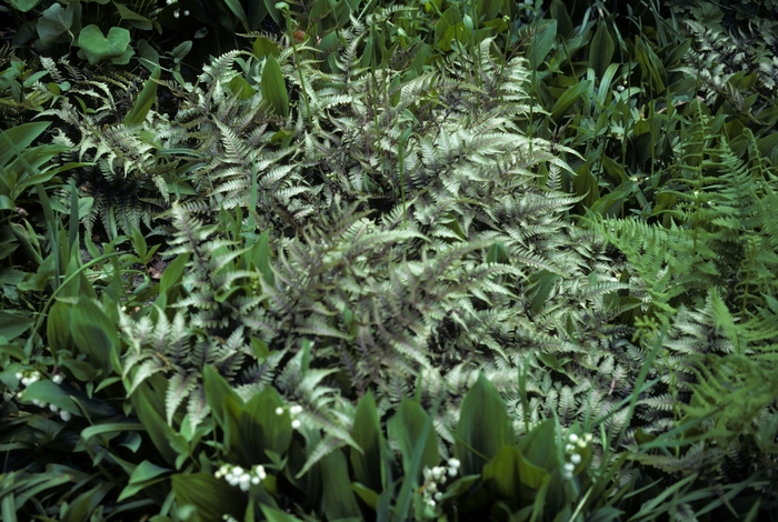 Painted Lady Fern - Athyrium frangulum from Sunshine Nursery Too