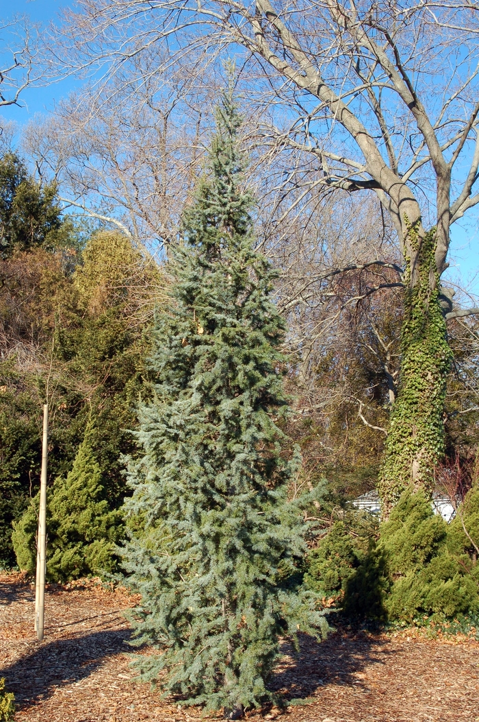 Glauca Fastigiata Blue Atlas Cedar - Cedrus atlantica 'Glauca Fastigiata' (Blue Atlas Cedar) from Sunshine Nursery Too