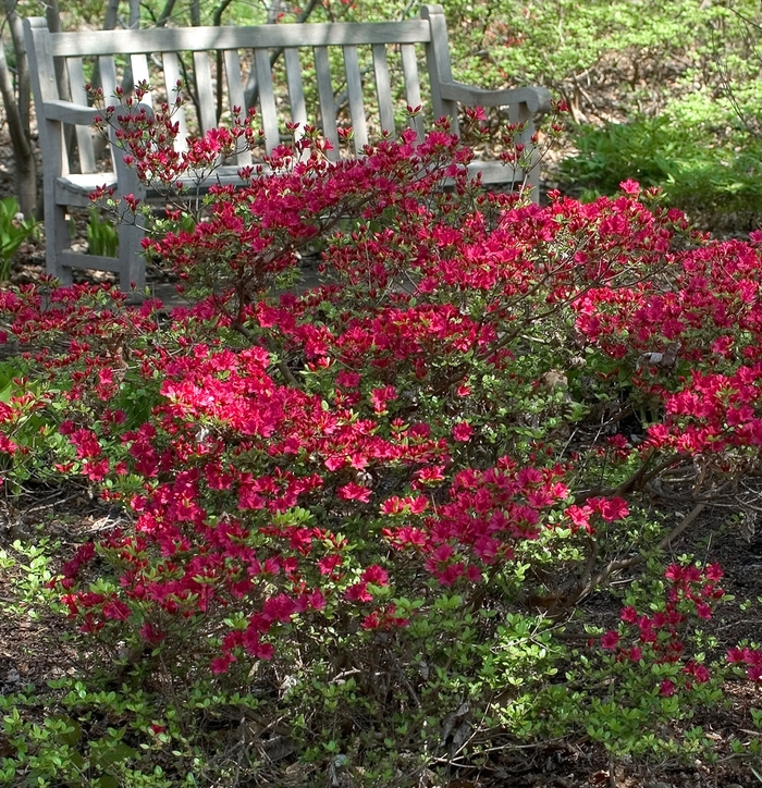 Assorted Azalea - Azalea from Sunshine Nursery Too