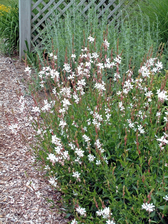 Gaura - Whirling Butterflies - Multiple Varieties from Sunshine Nursery Too