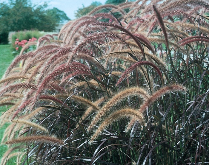 Graceful Grasses&reg; 'Rubrum' - Pennisetum setaceum (Purple Fountain Grass) from Sunshine Nursery Too