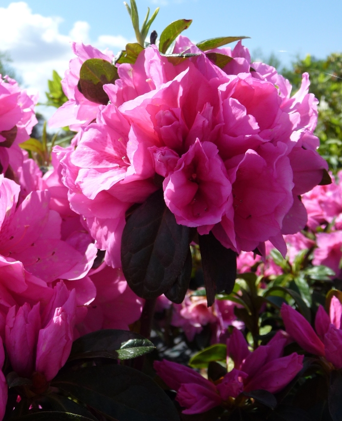'Pink Ruffle' - Rhododendron hybrid from Sunshine Nursery Too