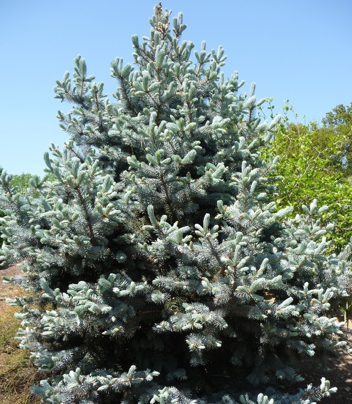 'Hoopsii' Blue Spruce - Picea pungens from Sunshine Nursery Too