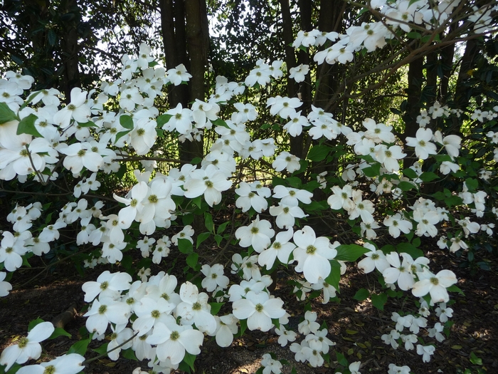 Flowering Dogwood - Cornus from Sunshine Nursery Too