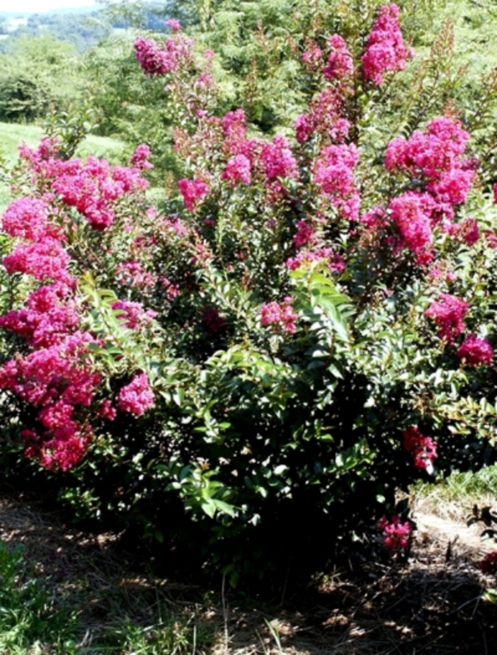 'Dynamite' Crapemyrtle - Lagerstroemia indica from Sunshine Nursery Too