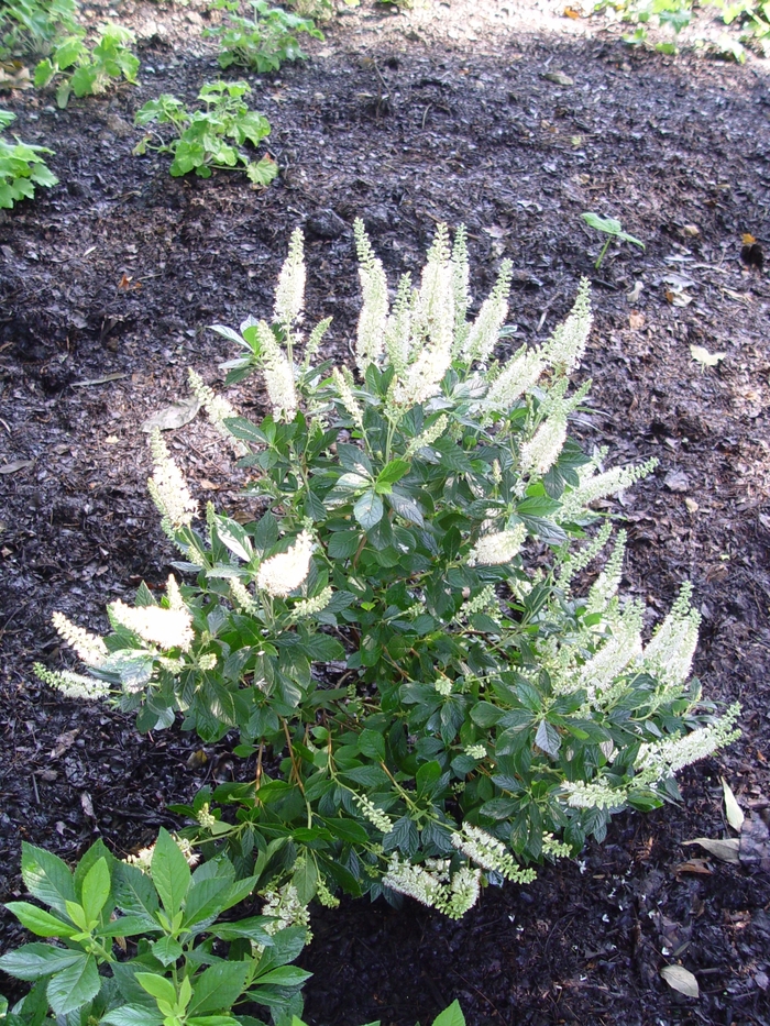 Hummingbird Summersweet - Clethra alnifolia 'Hummingbird' (Summersweet) from Sunshine Nursery Too