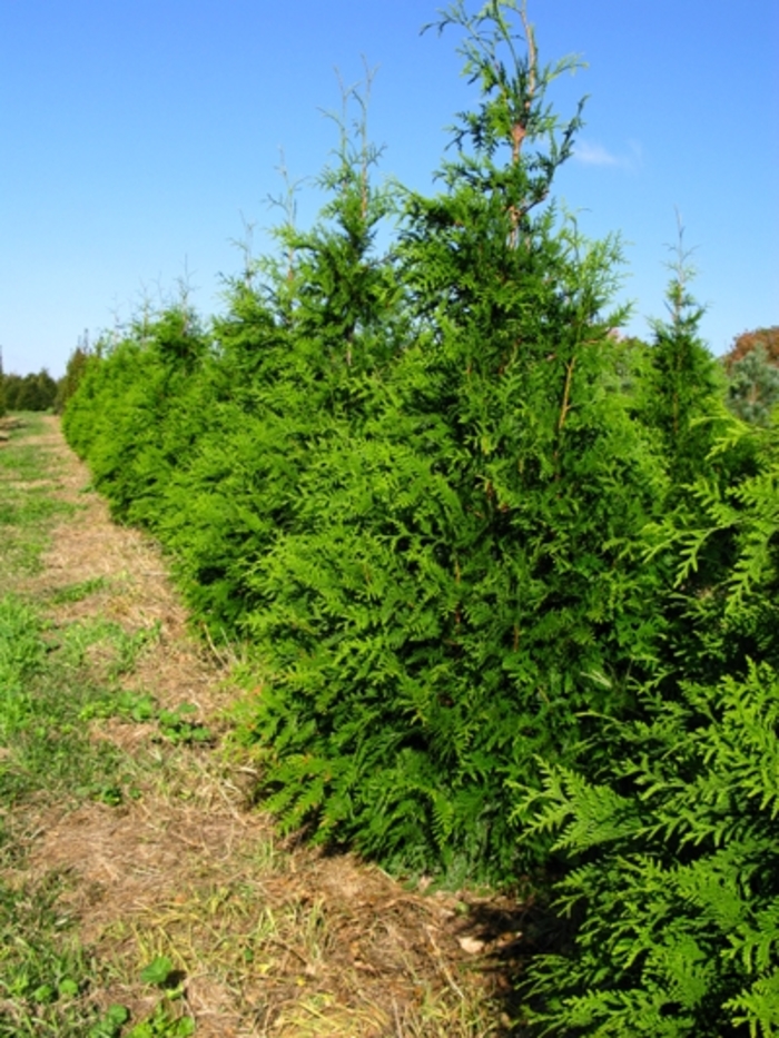 Green Giant Giant Arborvitae - Thuja 'Green Giant' (Giant Arborvitae) from Sunshine Nursery Too