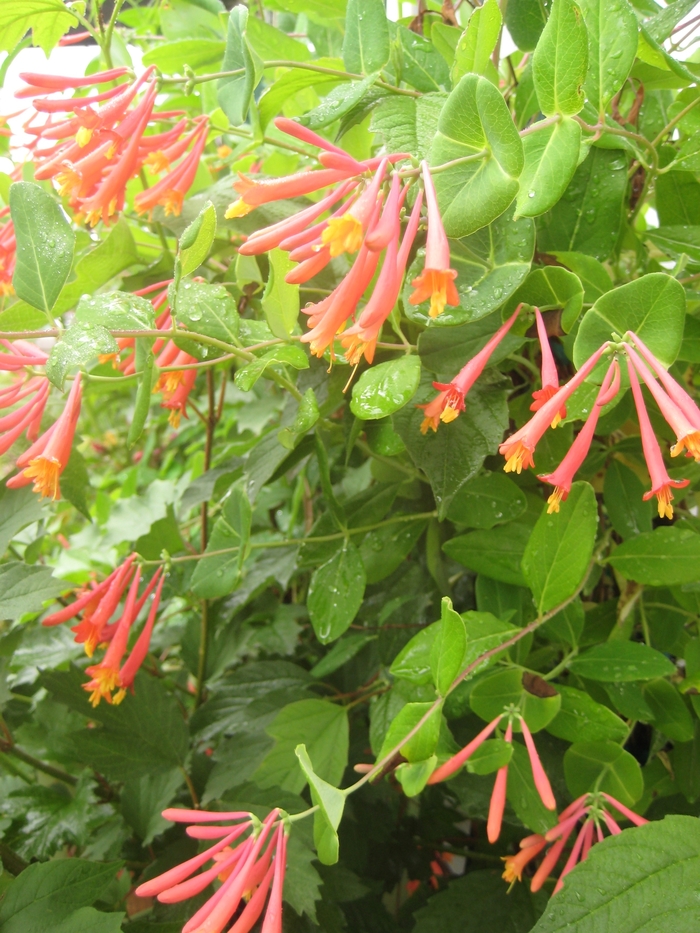 Honeysuckles - Lonicera from Sunshine Nursery Too