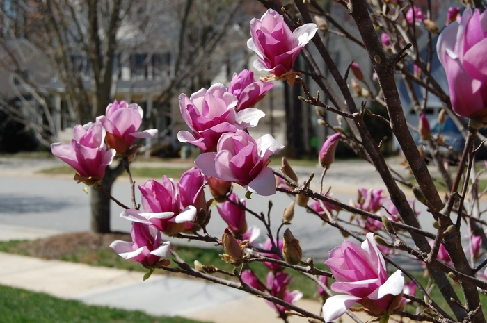 Ann Magnolia - Magnolia 'Ann' (Magnolia) from Sunshine Nursery Too