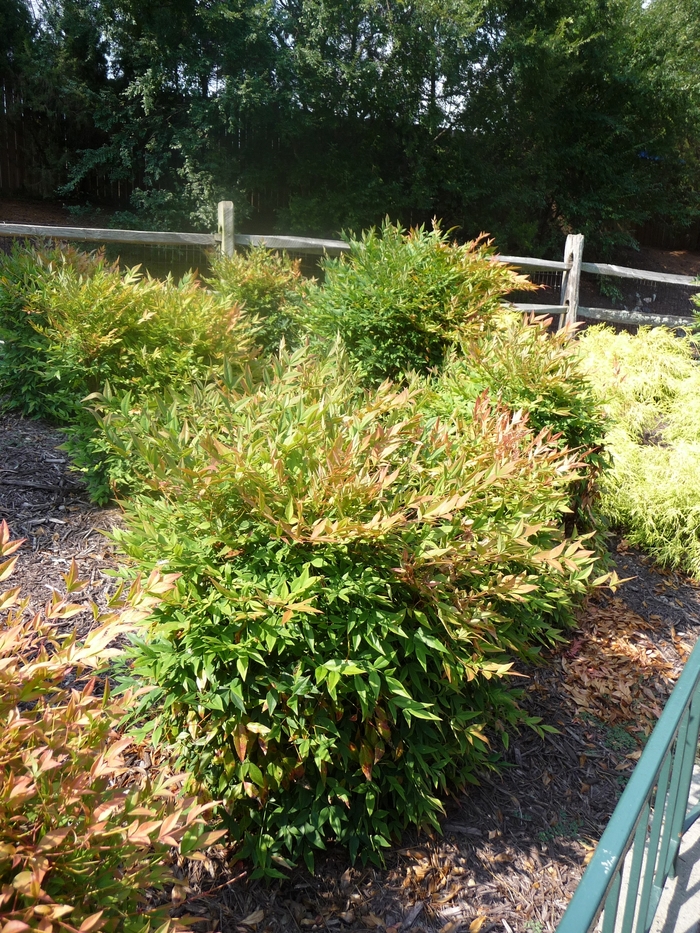 Gulf Stream - Nandina domestica 'Gulf Stream' from Sunshine Nursery Too