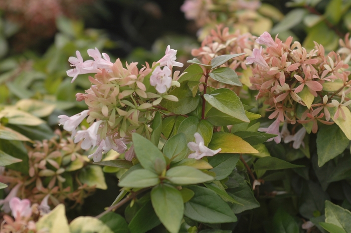 'Canyon Creek' Glossy Abelia - Abelia from Sunshine Nursery Too