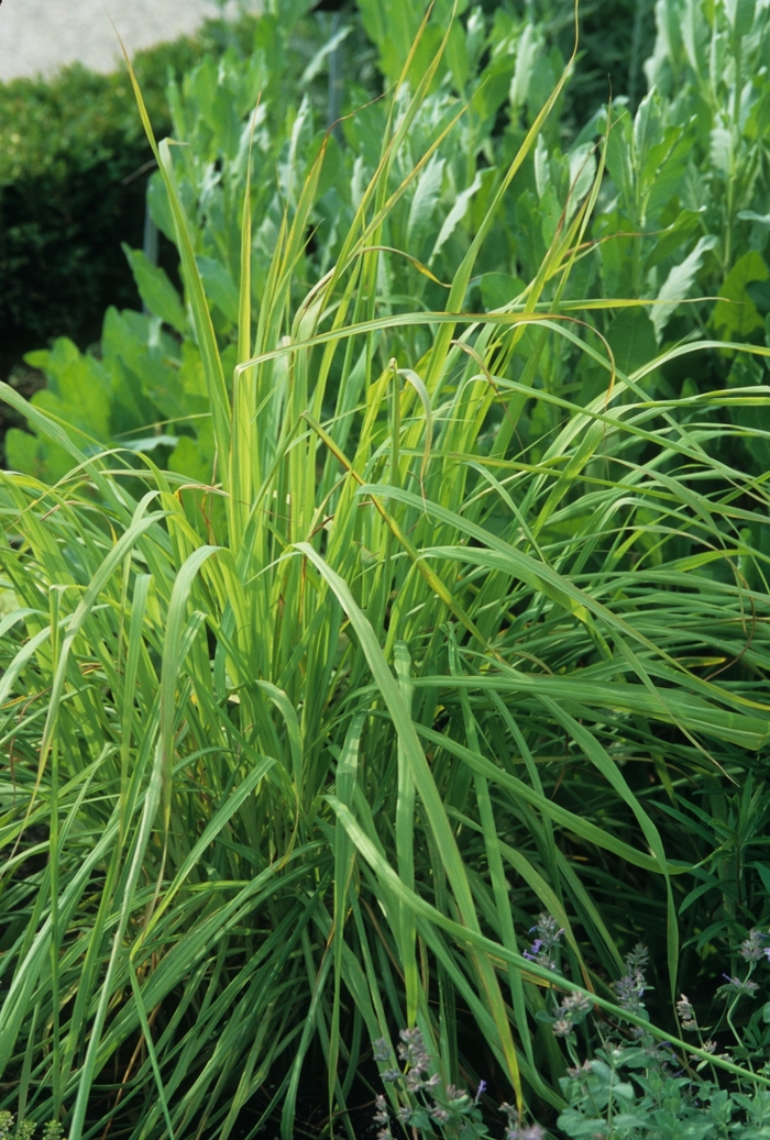 Lemon Grass - Cymbopogon citratus from Sunshine Nursery Too