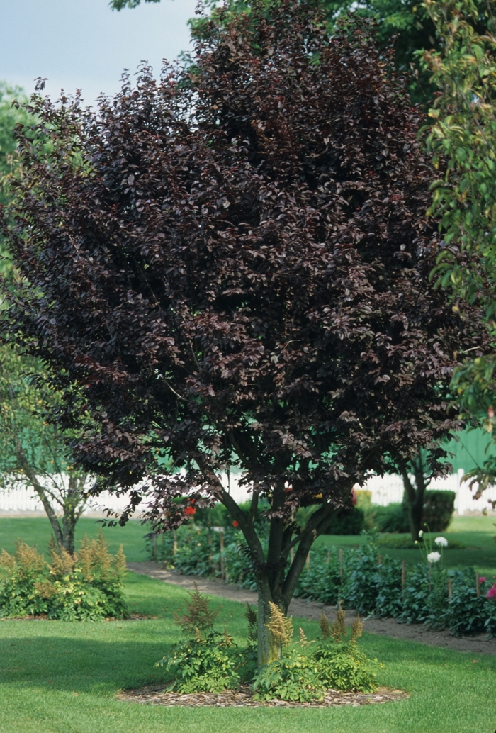 Purple Leaf Plum - Prunus cerasifera from Sunshine Nursery Too