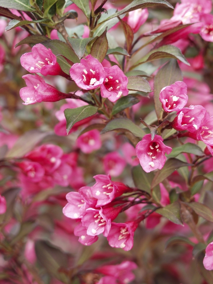 Wine & Roses&reg; - Weigela florida from Sunshine Nursery Too