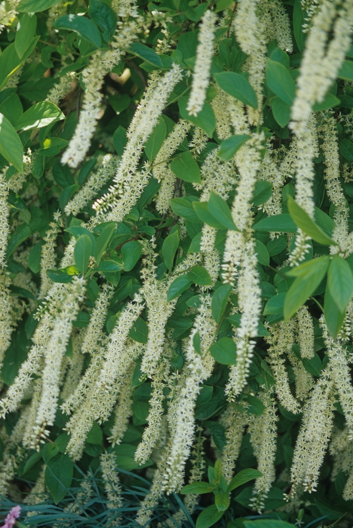 'Henry's Garnet' Henry's Garnet - Itea virginica from Sunshine Nursery Too