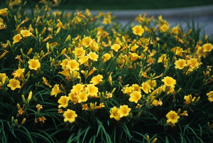 Stella d' Oro Daylily - Hemerocallis 'Stella d' Oro' (Daylily) from Sunshine Nursery Too