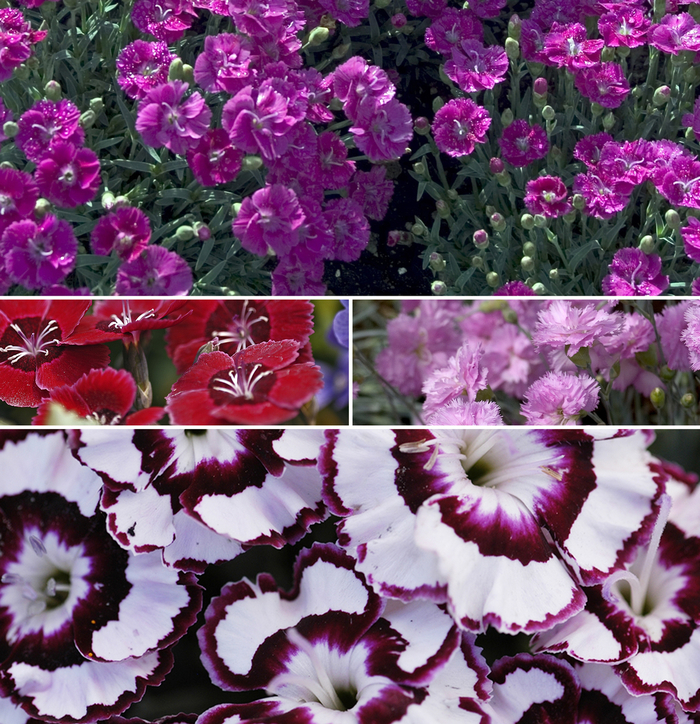 'Multiple Varieties' - Dianthus from Sunshine Nursery Too