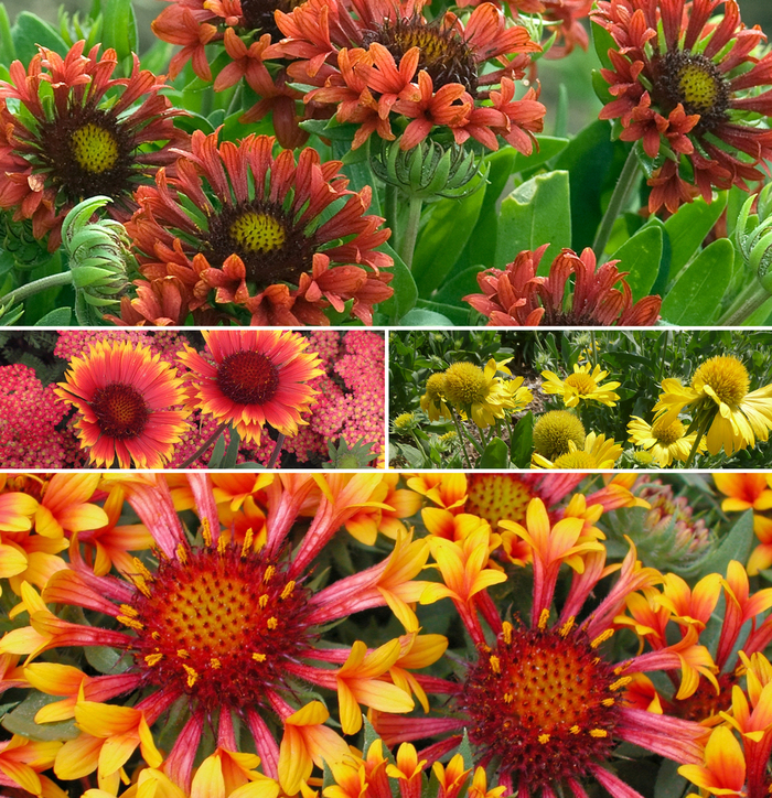 'Multiple Varieties' Assorted, Blanket Flower - Gaillardia from Sunshine Nursery Too