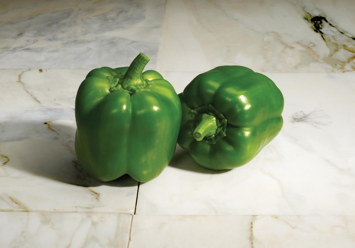 'Classic' Bell Pepper - Capsicum annuum from Sunshine Nursery Too
