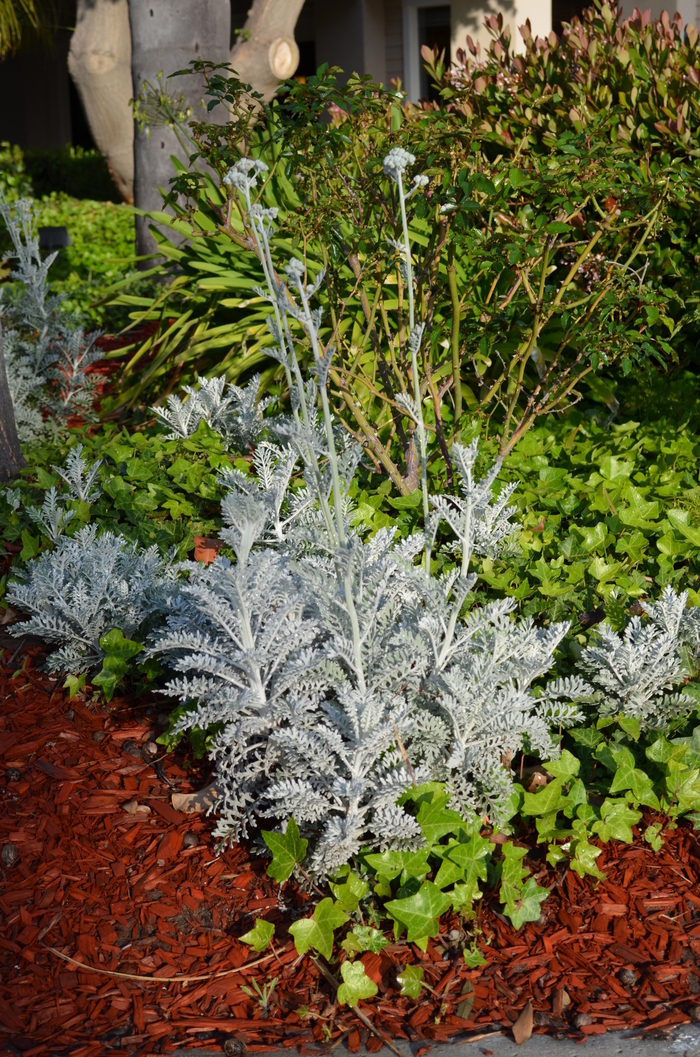Dusty Miller - Senecio cineraria from Sunshine Nursery Too