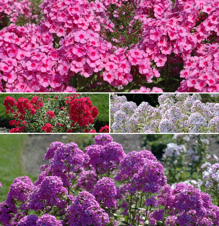 Assorted Garden Phlox - Phlox paniculata from Sunshine Nursery Too