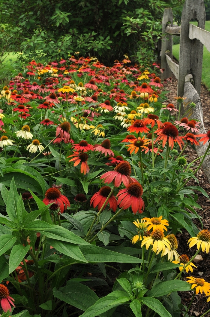 Cheyenne Spirit Coneflower - Echinacea 'Cheyenne Spirit' (Coneflower) from Sunshine Nursery Too