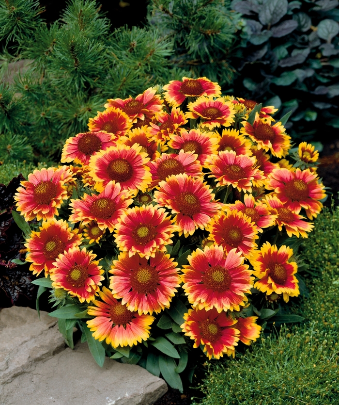 Arizona Sun Blanket Flower - Gaillardia 'Arizona Sun' (Blanket Flower) from Sunshine Nursery Too