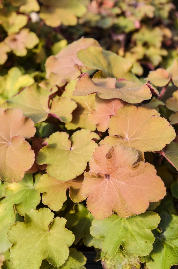 'Caramel' Coral Bells - Heuchera from Sunshine Nursery Too