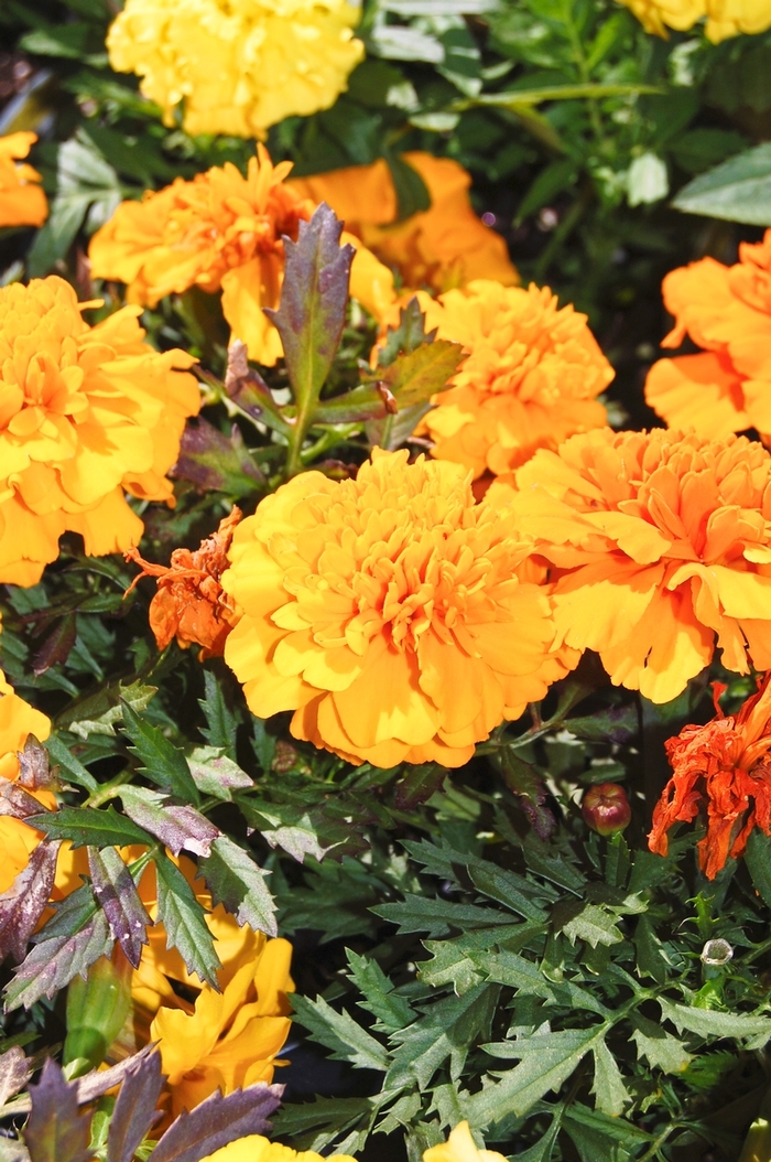 Inca II&trade; 'Orange' - Tagetes erecta (African Marigold) from Sunshine Nursery Too