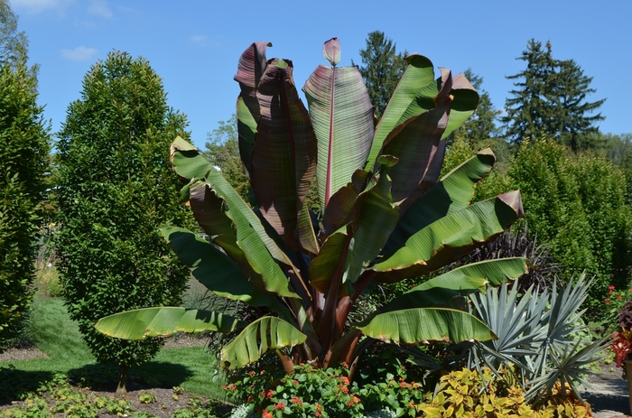 'Maurelii' Banana Palm - Ensete ventricosum from Sunshine Nursery Too