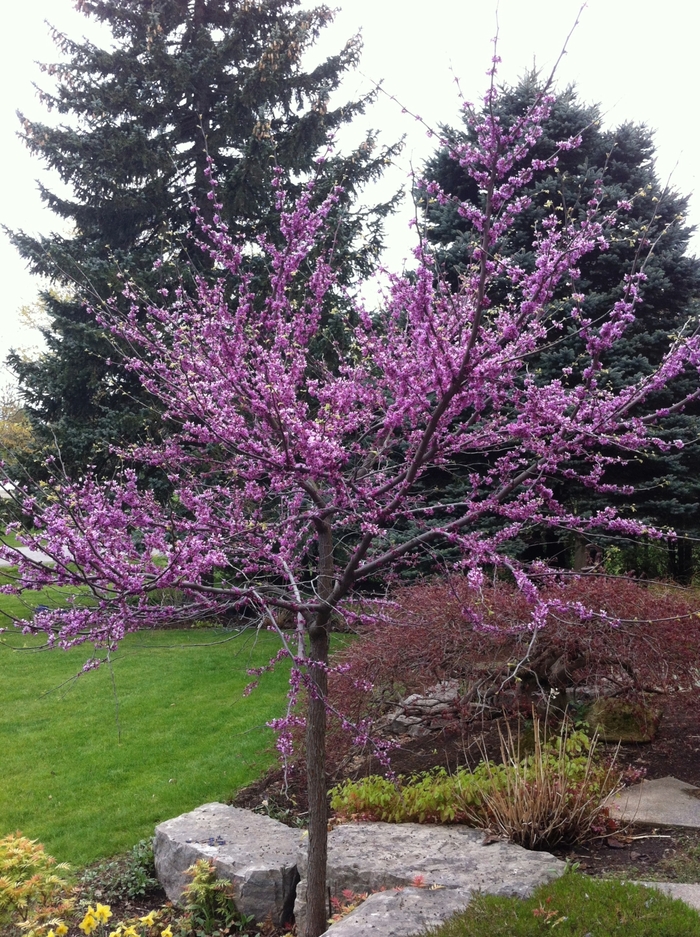 Eastern Redbud - Cercis canadensis from Sunshine Nursery Too
