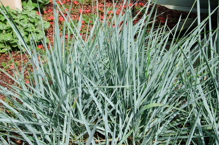 'Blue Dune' Lyme Grass - Leymus arenarius from Sunshine Nursery Too