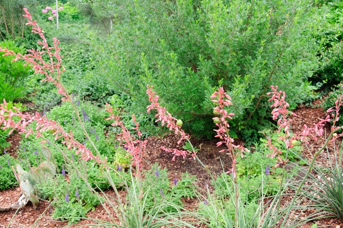 Red Yucca - Hesperaloe parviflora from Sunshine Nursery Too