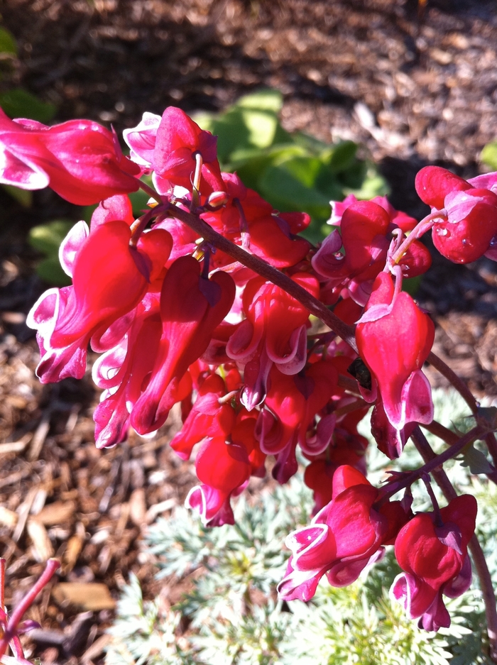 Burning Hearts Fern-Leaf Bleeding Heart - Dicentra 'Burning Hearts' (Fern-Leaf Bleeding Heart) from Sunshine Nursery Too