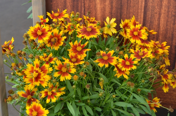 UpTick&trade; 'Gold & Bronze' - Coreopsis (Tickseed) from Sunshine Nursery Too