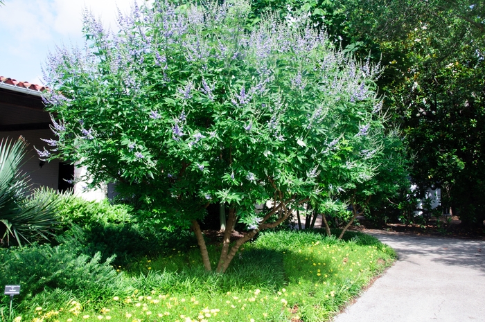  Chaste Tree - Vitex agnus-castus (Chaste Tree) from Sunshine Nursery Too